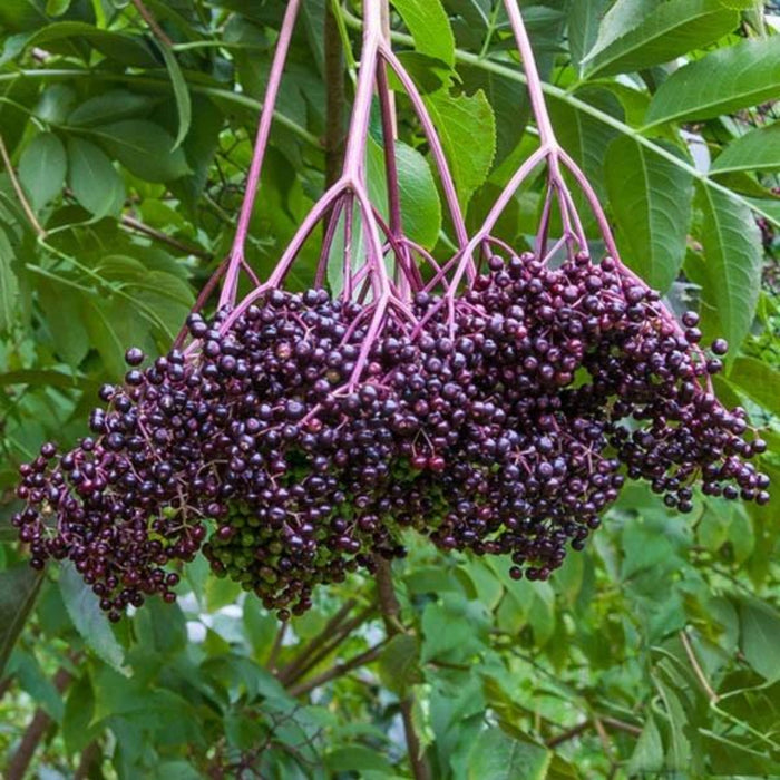 Bob Gordon American Elderberry – Uniform Dark Purple Berries (Sambucus canadensis)