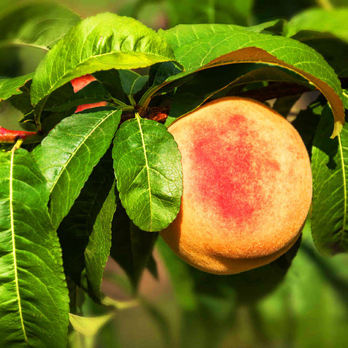 July Prince Peach Tree – Extra-Large Buttery Peach, Mid-Summer Harvest (Prunus persica)