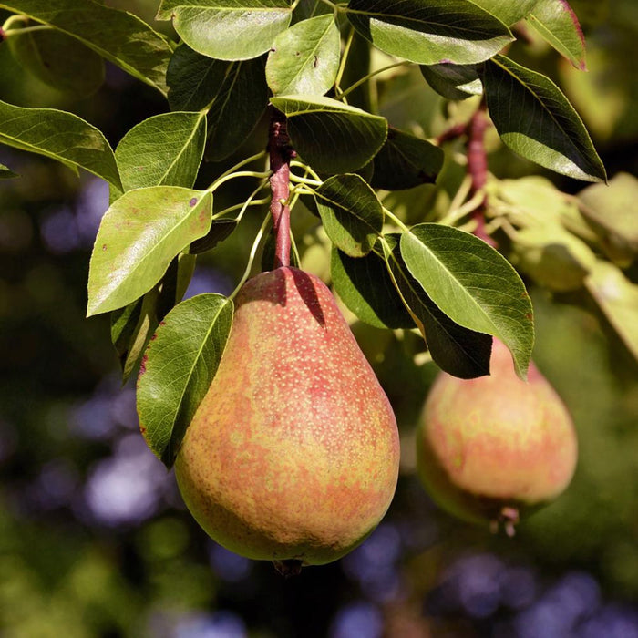 Pineapple Pear Tree – Unique Pineapple-Flavored Southern Pear (Pyrus communis)