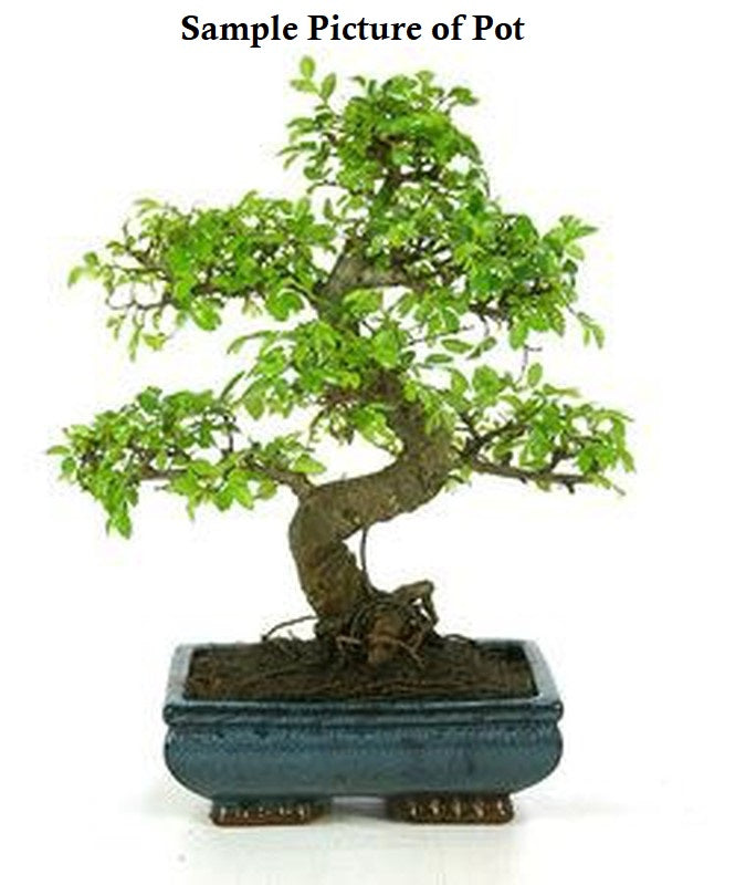 Live Plant: Podocarpus Bonsai Ceramic Pot