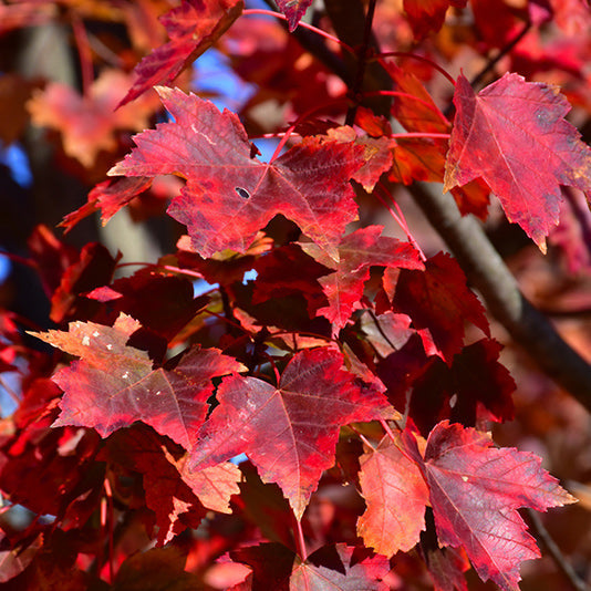 Florida Flame Red Maple fall foliage