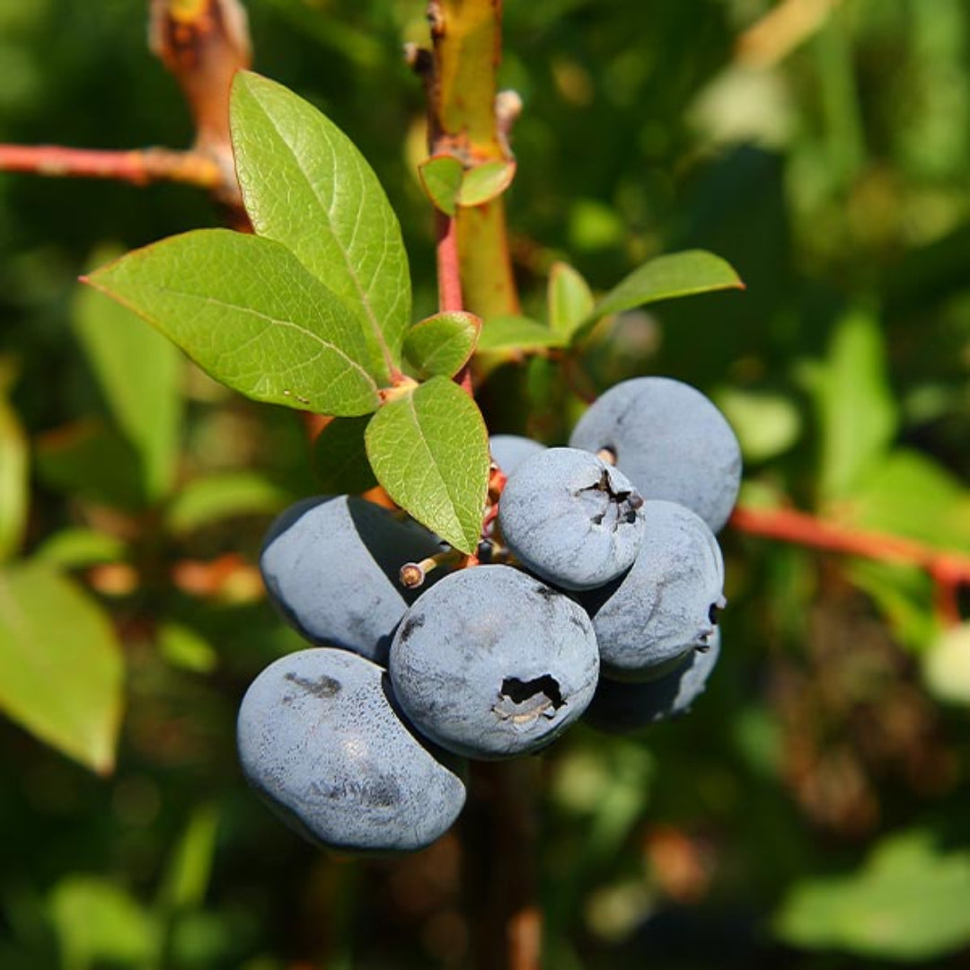 Blueberry bush variety pack