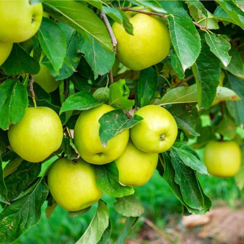 Mutsu apple tree
