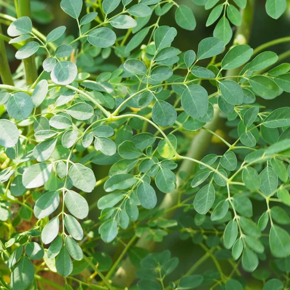 Drought-tolerant Moringa plant grown in a container