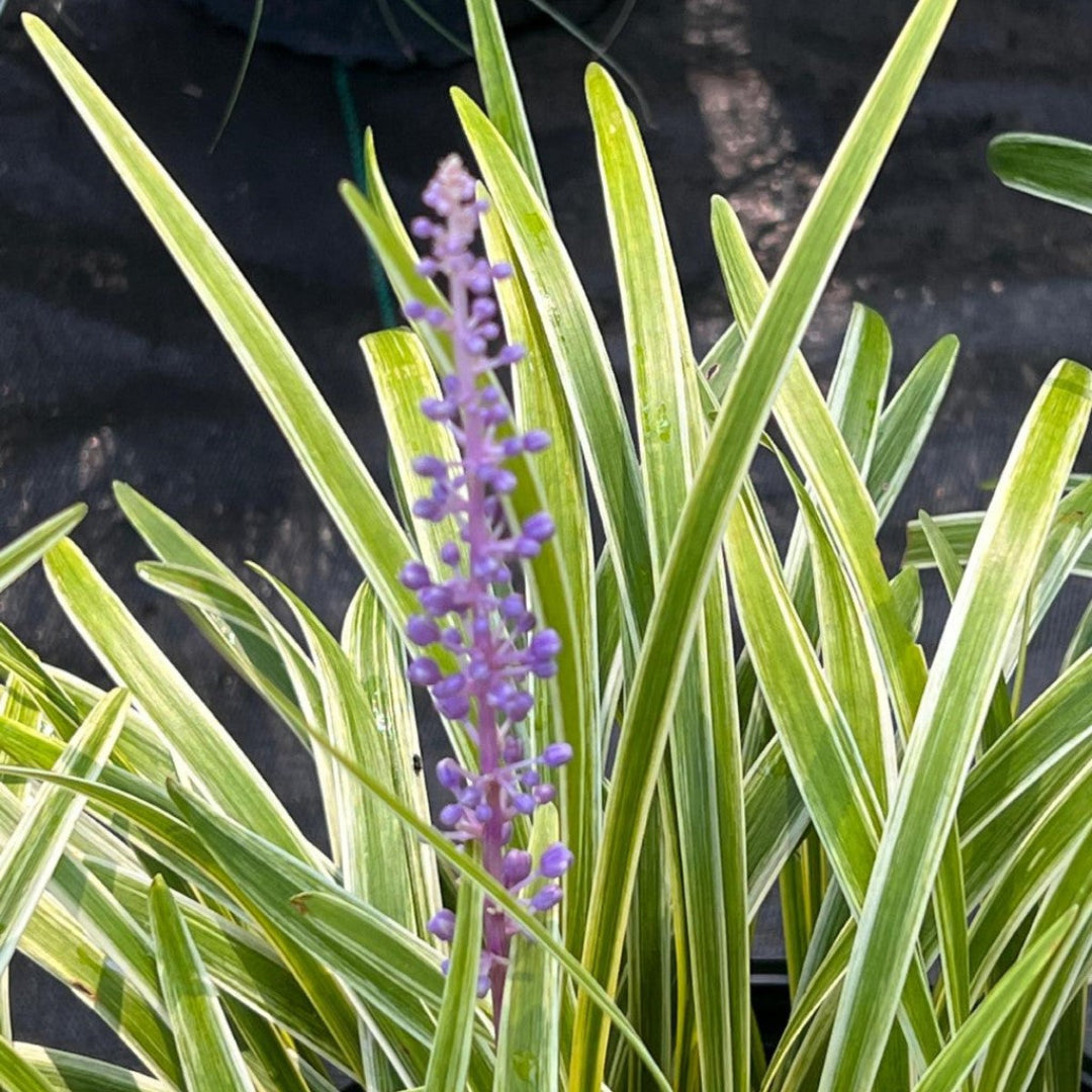 Newly planted drought-tolerant landscaping