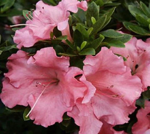 Gumpo Pink Azalea Bonsai live plant