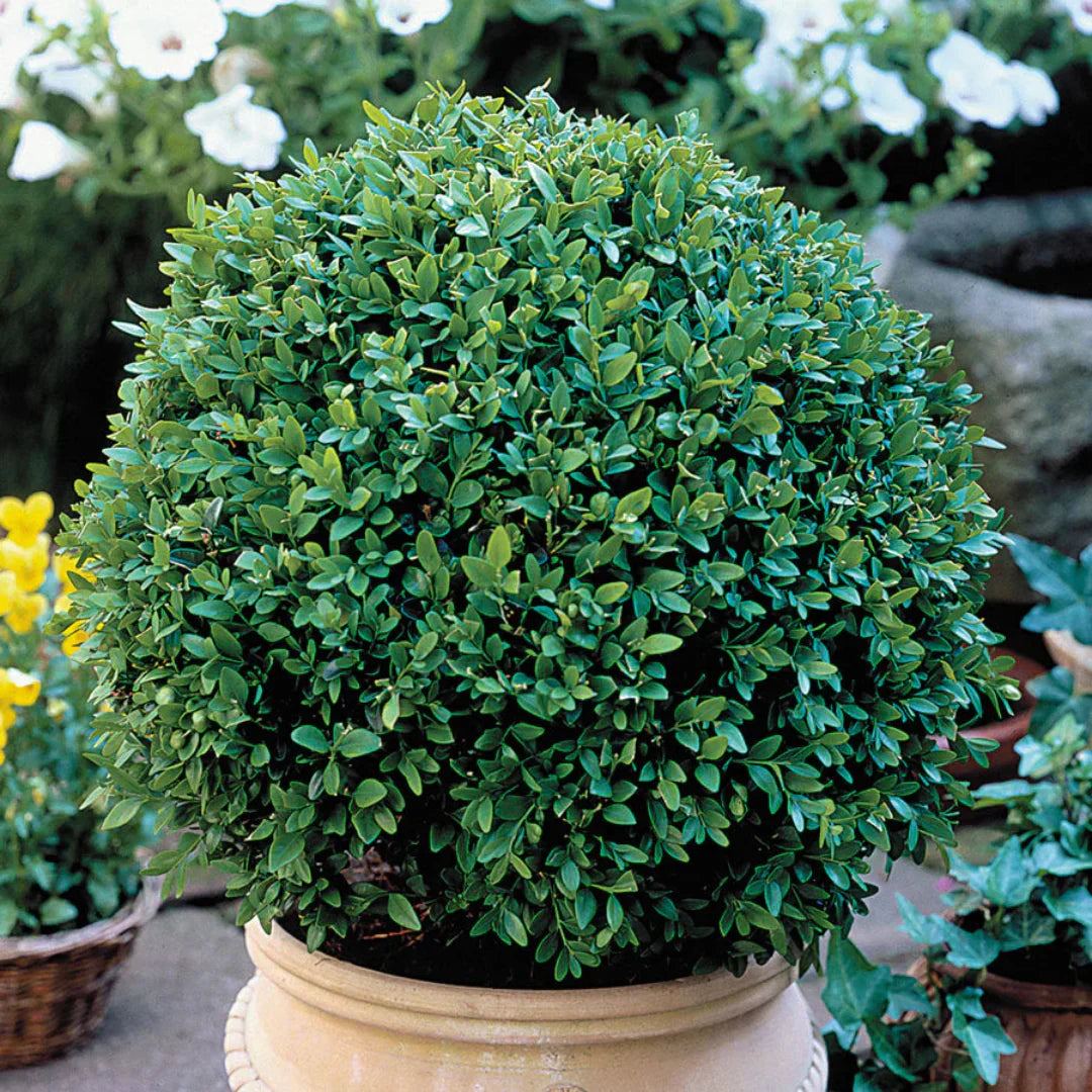 Established drought-tolerant shrub landscaping