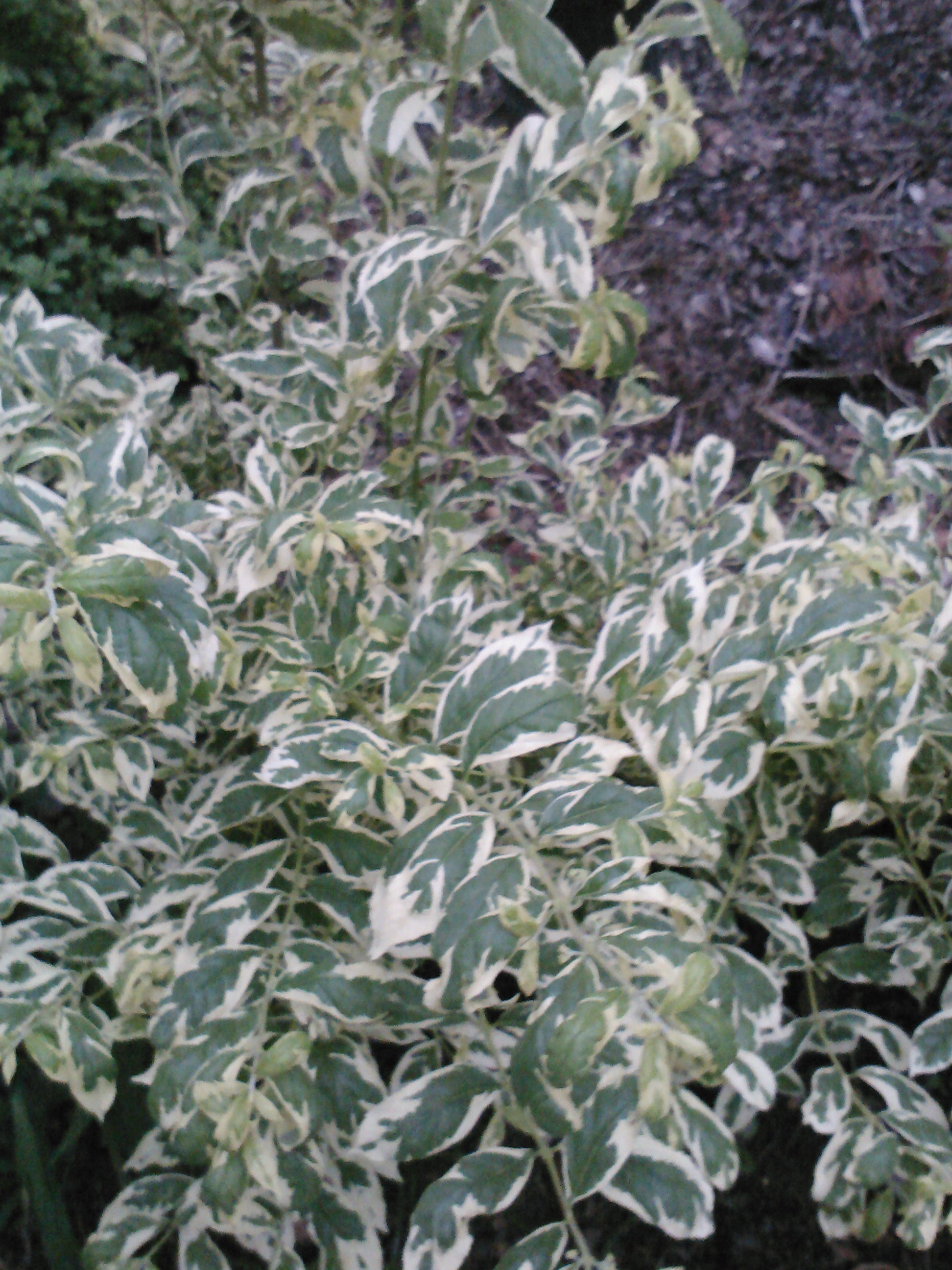 Duet Beautyberry with variegated foliage and purple berries