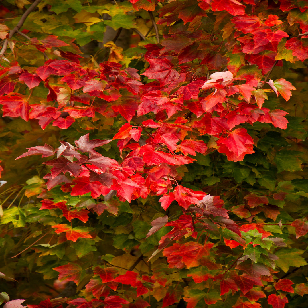 Fall garden with red maple color