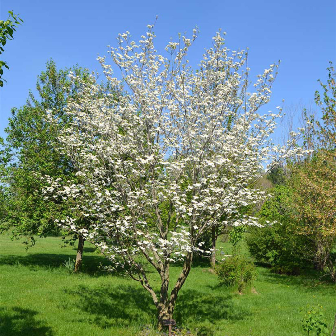 White Flowering Dogwood sapling for sale