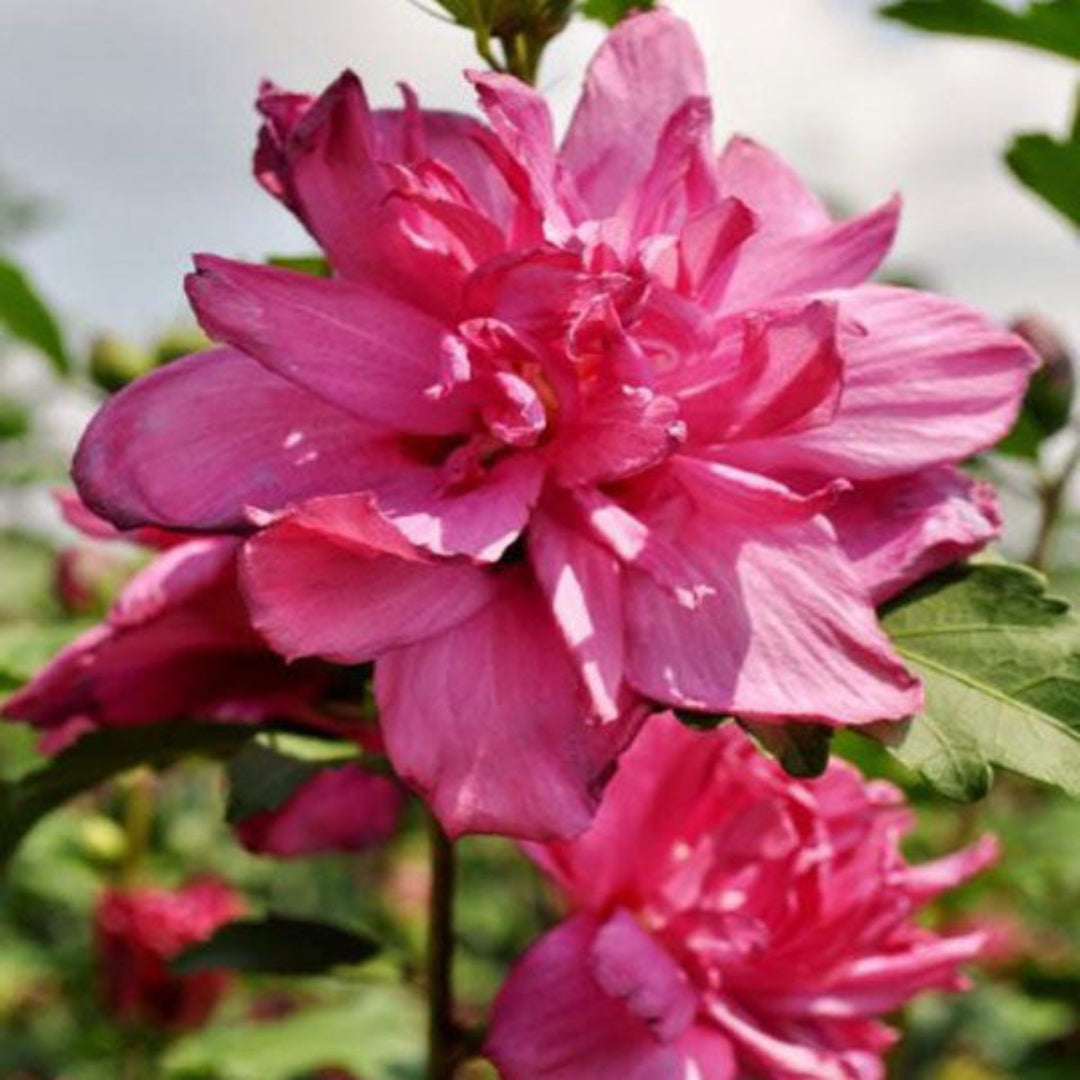 Red Pillar Rose of Sharon Upright Columnar Hibiscus Shrub