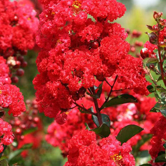 Ruffled Red Magic Crape Myrtle