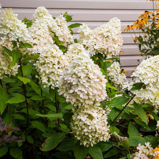 Sweet Summer Hydrangea Shrub for Garden Borders