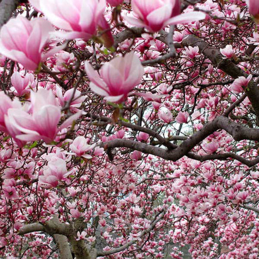Ann Magnolia flowers showing rich purple-pink petals in full bloom
