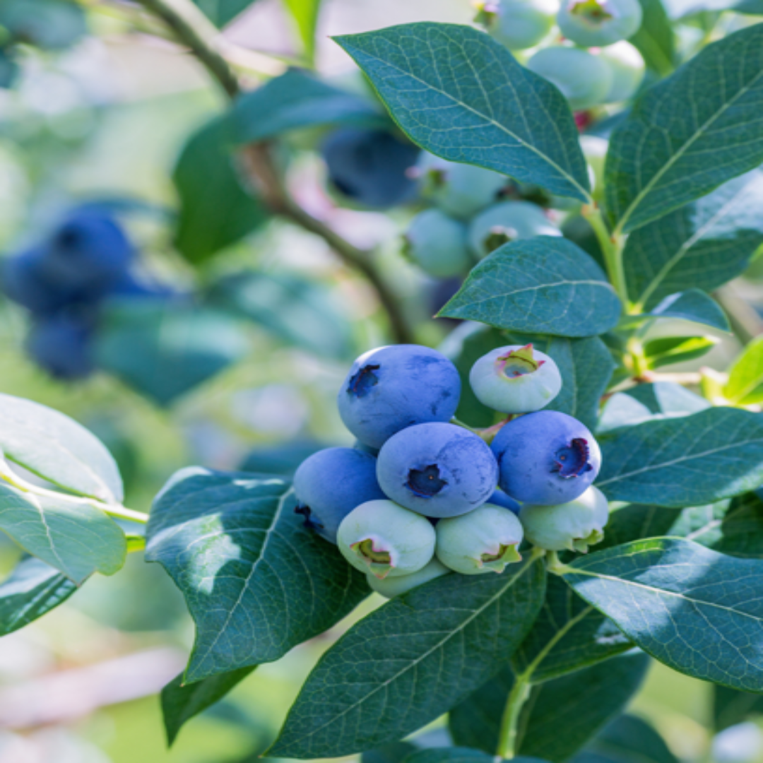 Vernon Highbush Blueberry Bush with compact growth and dense leafy structure