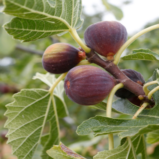Fig clusters growing on Celeste Fig Tree branches
