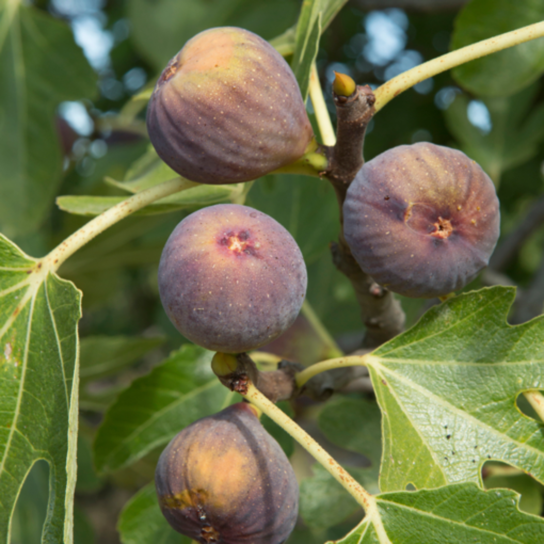 Young Olympian Fig Tree shown in container