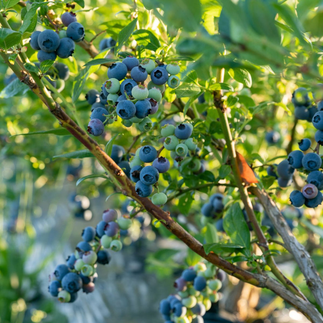 Established blueberry plant showing upright growth and lush green leaves