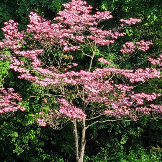 Cornus kousa pink flowering dogwood tree