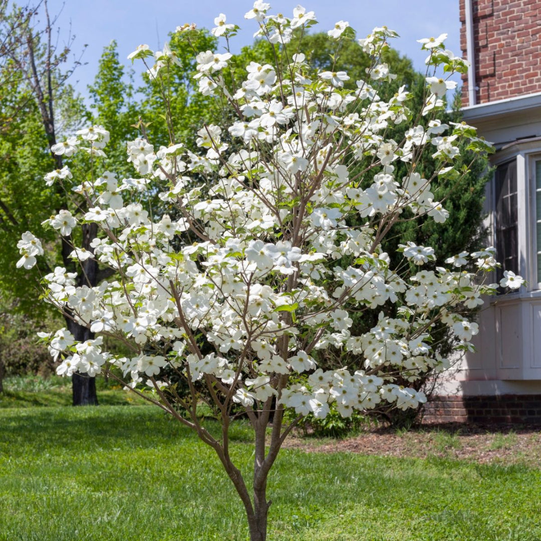 Appalachian Snow Dogwood tree with white flowers