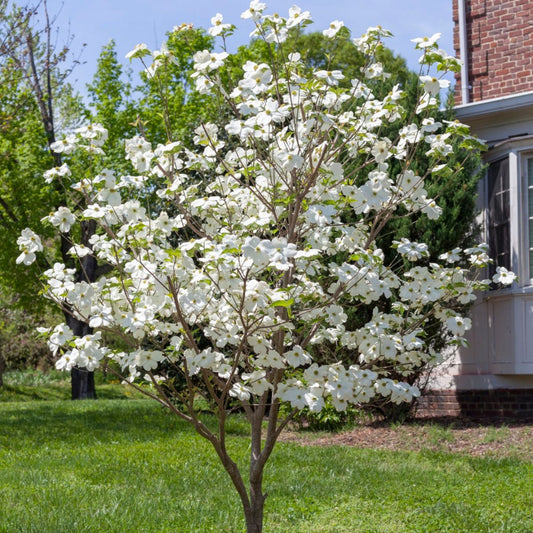 Close-up of Appalachian Joy Dogwood blooms