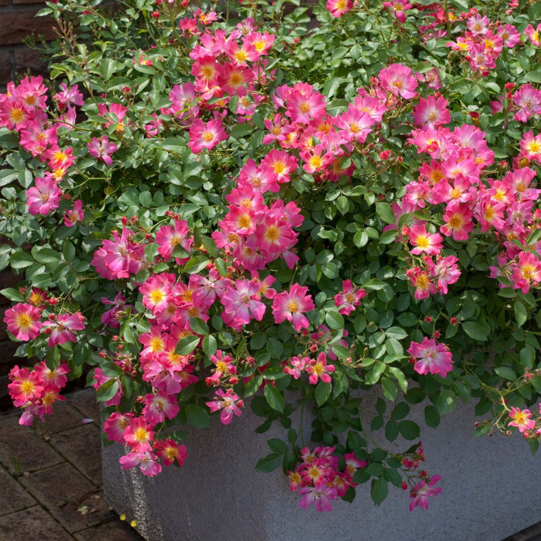 Pink Drift Rose spreading with bright pink groundcover blooms