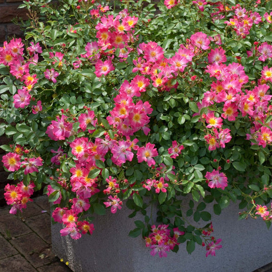 Pink Drift Rose spreading with bright pink groundcover blooms