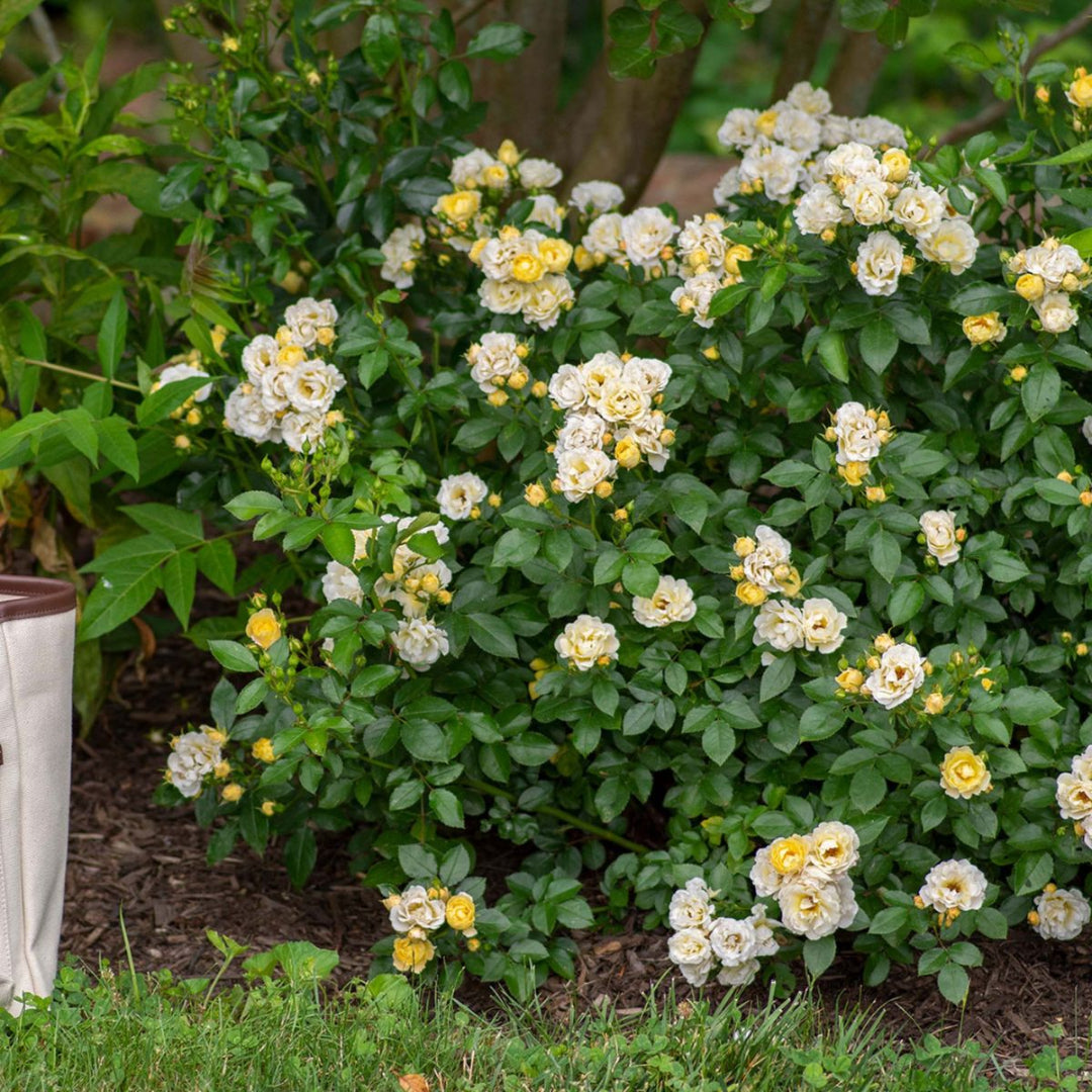 Mature Popcorn Drift Rose spreading across landscaped area