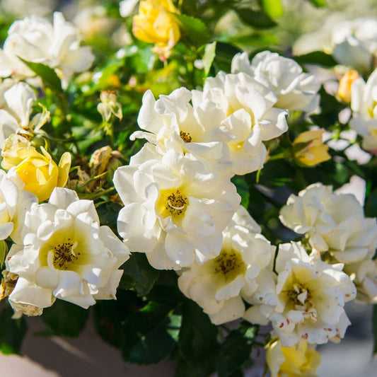 Low growing Popcorn Drift Rose brightens sunny landscape bed