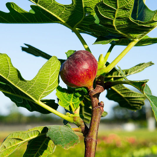Chicago Hardy Fig Tree – Most Cold Hardy Fig | Live Fruit Tree | Zones 5–10 live plant for landscaping and home gardens