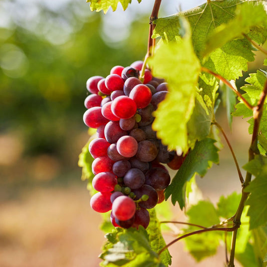 Catawba Grape Vine Loaded with Sweet-Tart Grapes