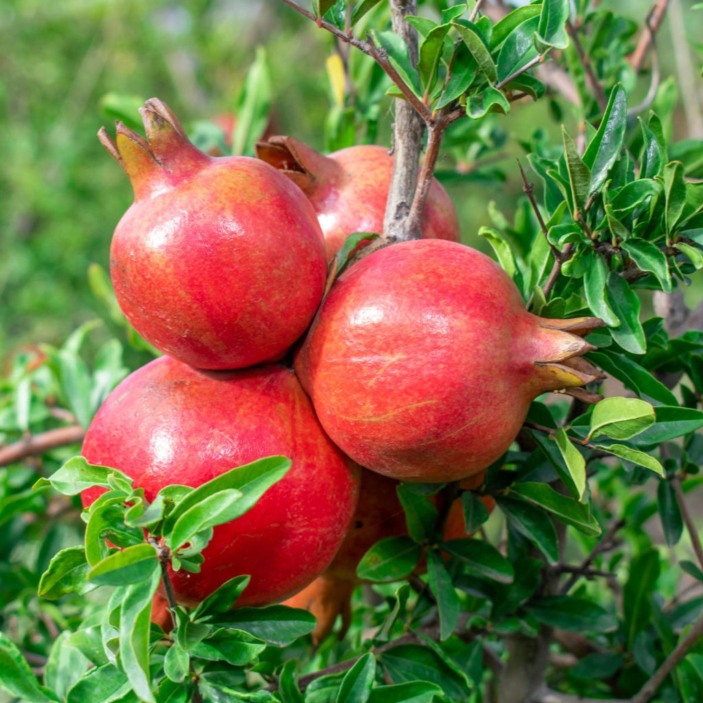 Parfianka Pomegranate tree with glossy foliage and developing fruit