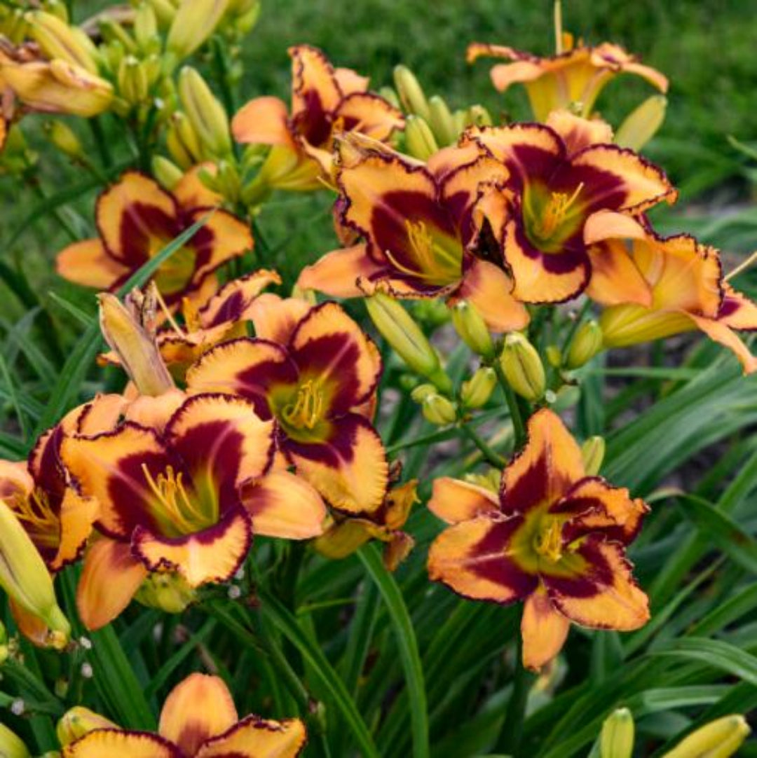 Hemerocallis Rainbow Rhythm 'Lake of Fire' – evergreen