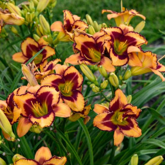 Hemerocallis Rainbow Rhythm 'Lake of Fire' – evergreen