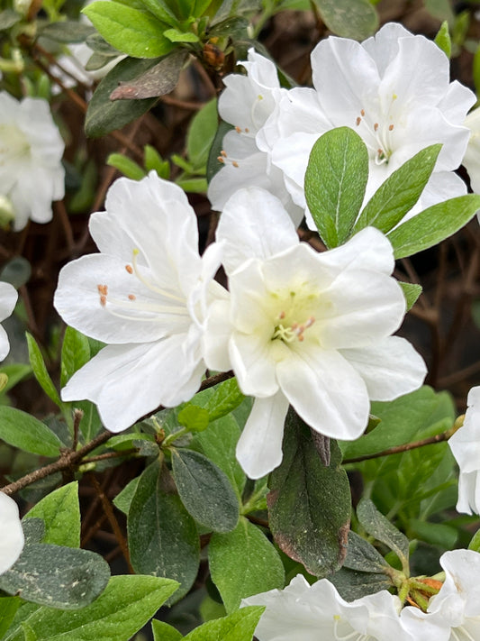 White evergreen azalea shrub in landscape