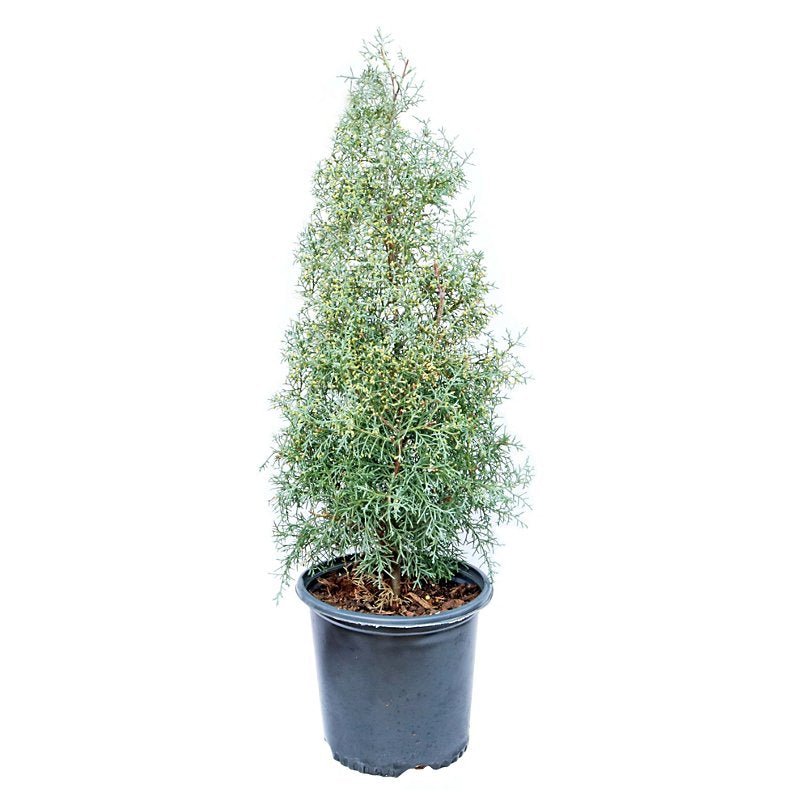 Blue Ice Arizona Cypress Multipack