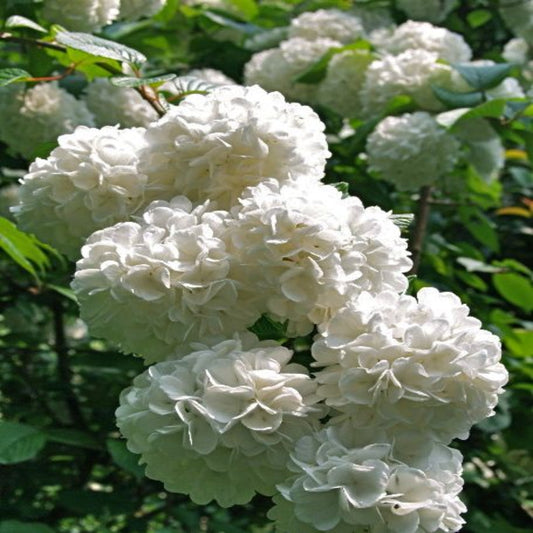 Japanese Snowball Viburnum Shrub with Large White Snowball Flowers