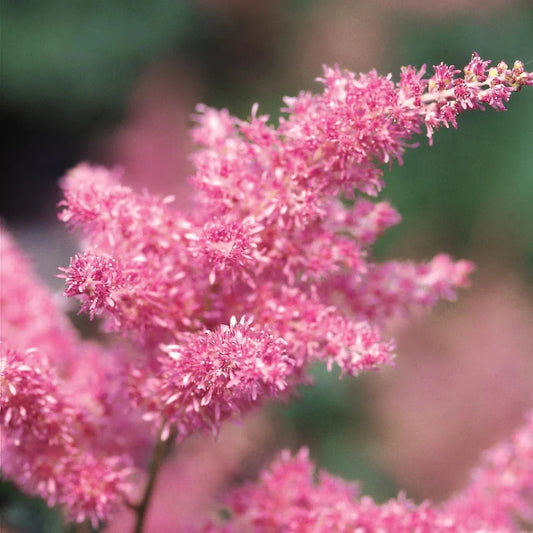 Astilbe arendsii Rheinland perennial plant