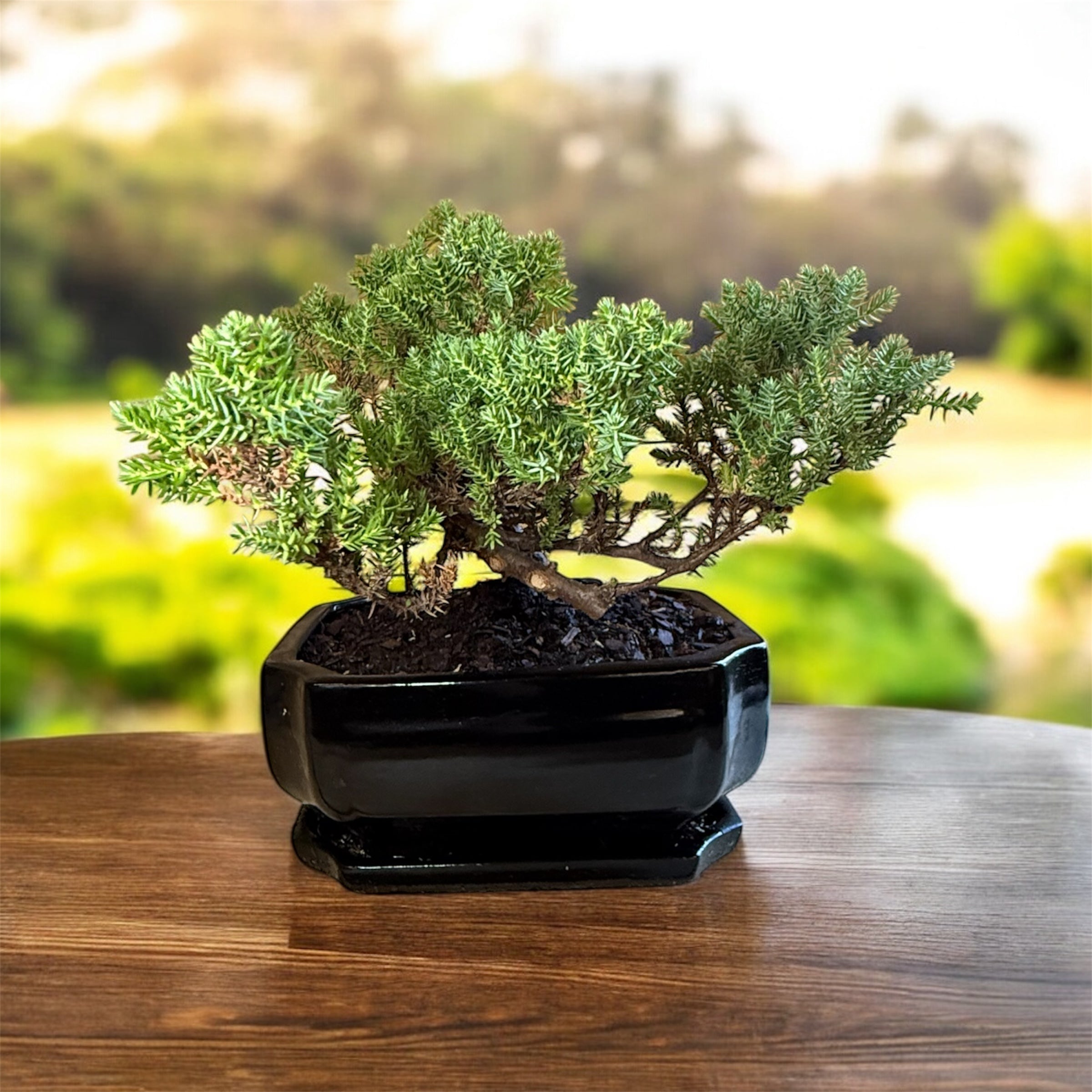 juniper bonsai tree for sale Juniper Bonsai Tree for Sale – Live Ceramic