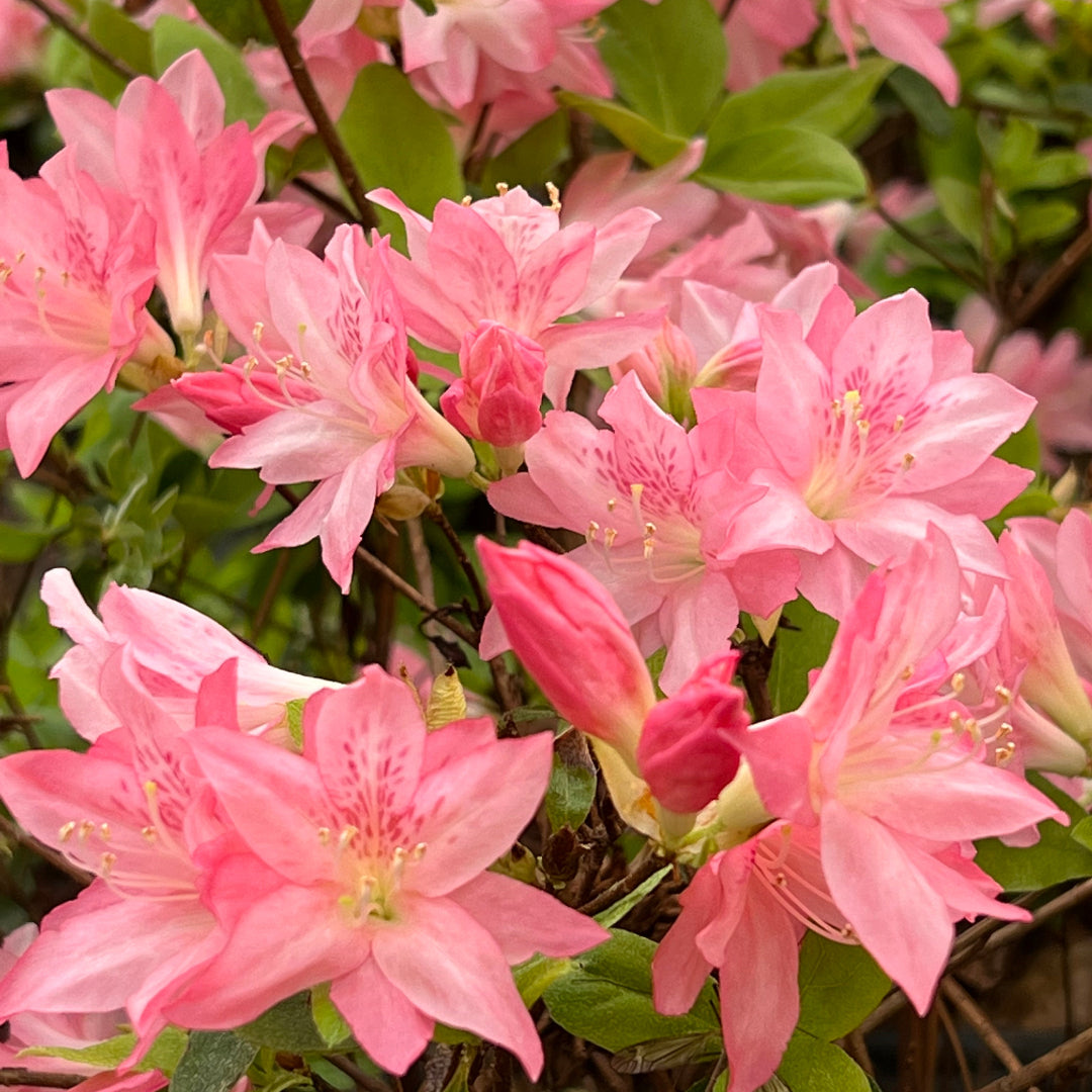 Hampton Beauty Azalea