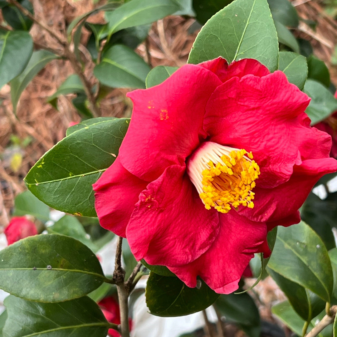 Dr. J.C. Raulston Camellia – Cold Hardy Sem | Pixies Gardens