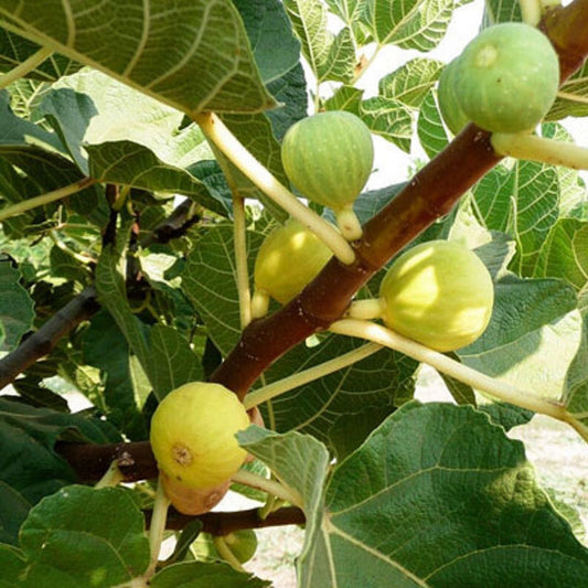 Container gardening with Kadota Fig Tree