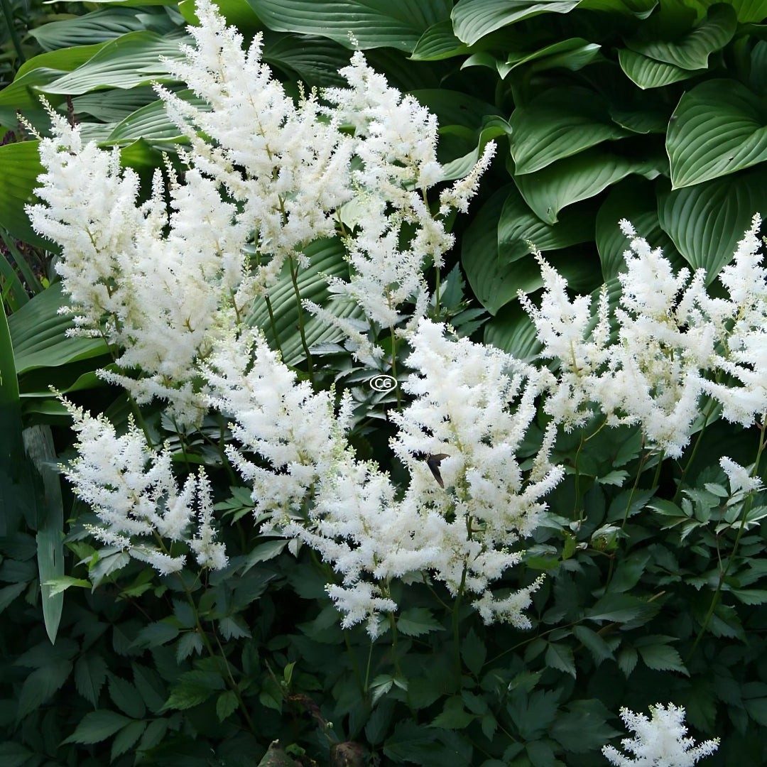 homeandgardensforless.com