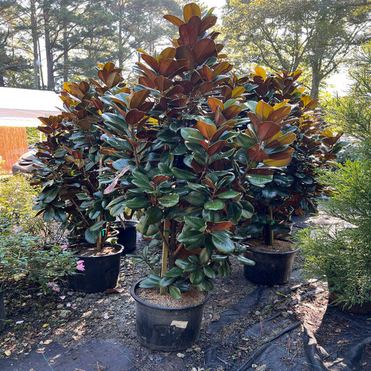Teddy Bear Southern Magnolia Tree with White Flowers