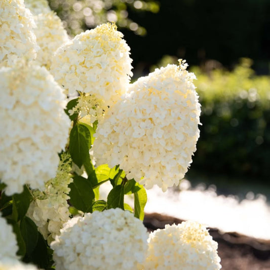 Close-up of Living Summer Snow Hydrangea flowers showing creamy white petals and green leaves