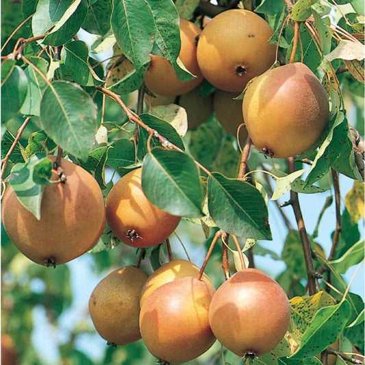 Ayers Pear Tree fruit close up on branch