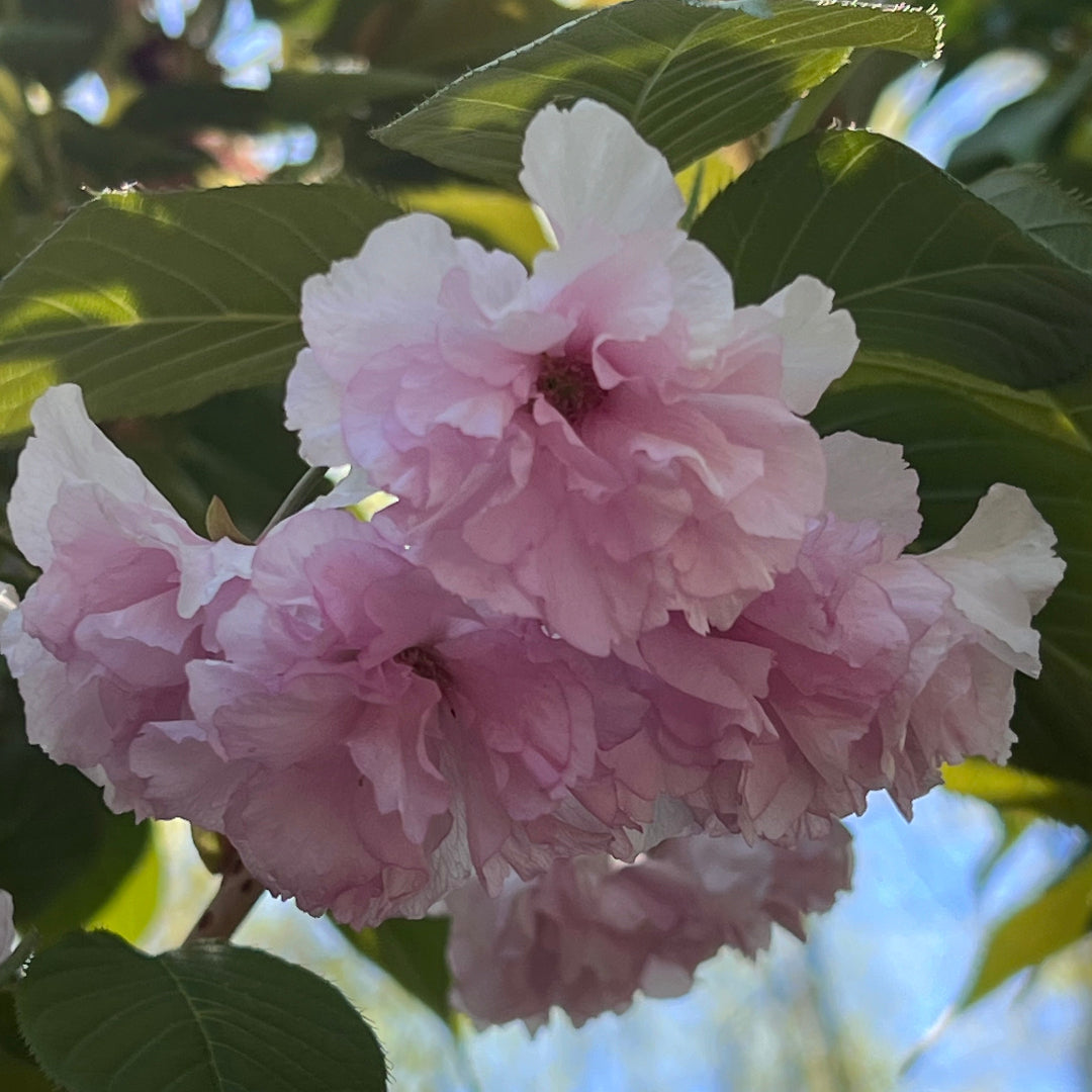 Close-up of Kwanzan Cherry blooms showing layered petal textures.