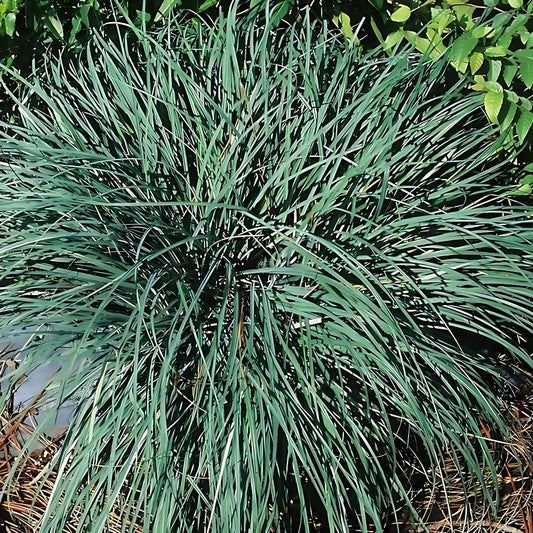 Blue Sedge Carex flacca perennial plant