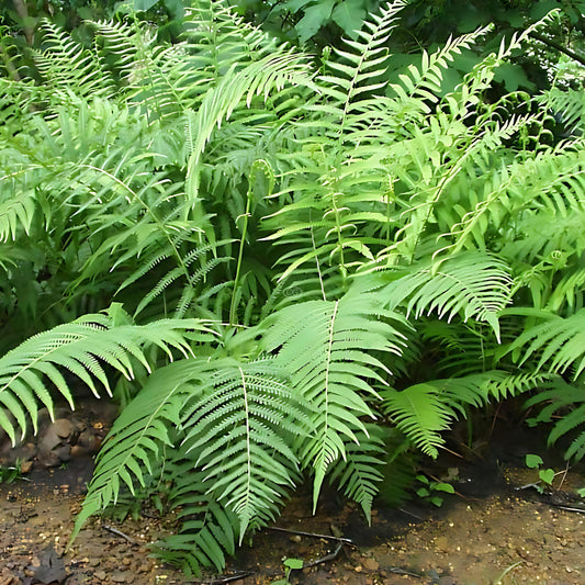 Dryopteris crassirhizoma Shield Fern plant