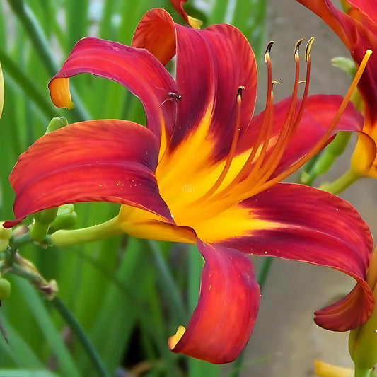 Daylily perennial flower with vibrant blossoms